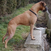 Photo de Boxer