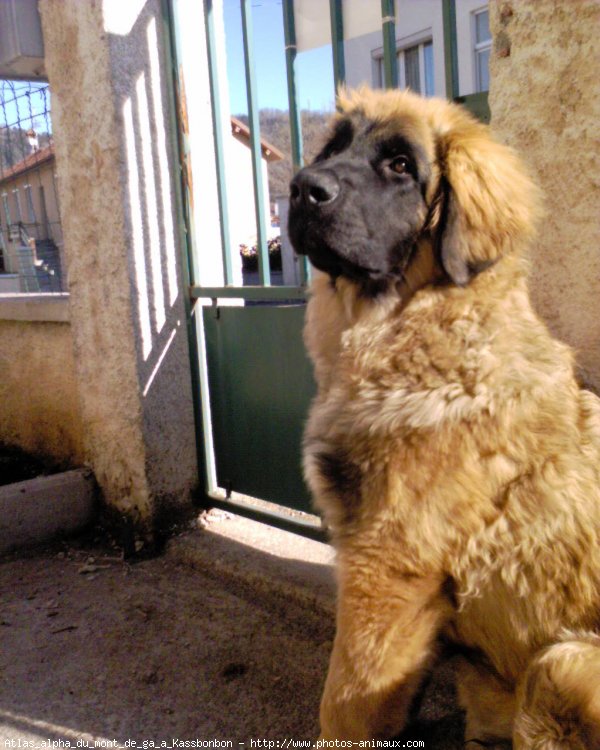 Photo de Leonberg