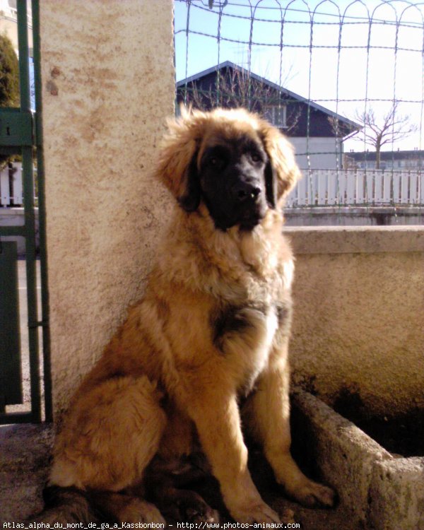 Photo de Leonberg