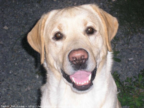 Photo de Labrador retriever