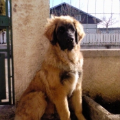 Photo de Leonberg