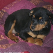 Photo de Rottweiler