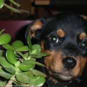 Photo de Rottweiler