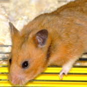 Photo de Hamster