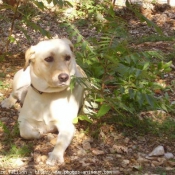 Photo de Labrador retriever