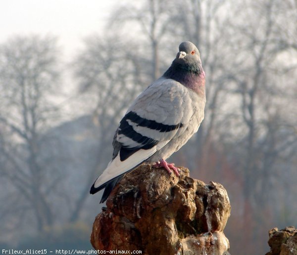 Photo de Pigeon