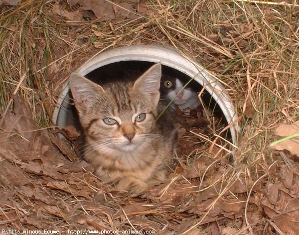 Photo de Chat domestique