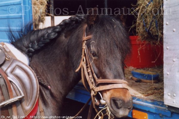 Photo de Dartmoor