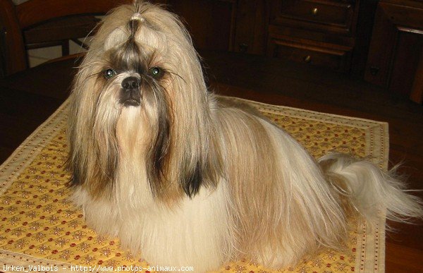 Photo de Shih tzu