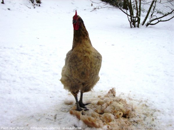 Photo de Poule