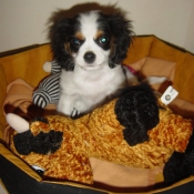 Photo de Cavalier king charles spaniel