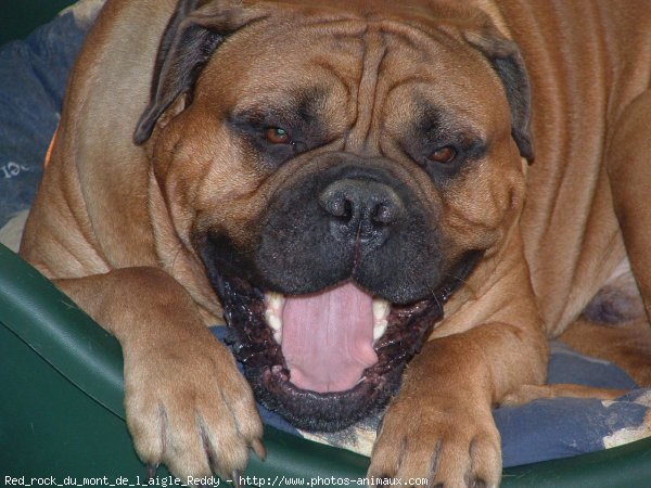 Photo de Bullmastiff