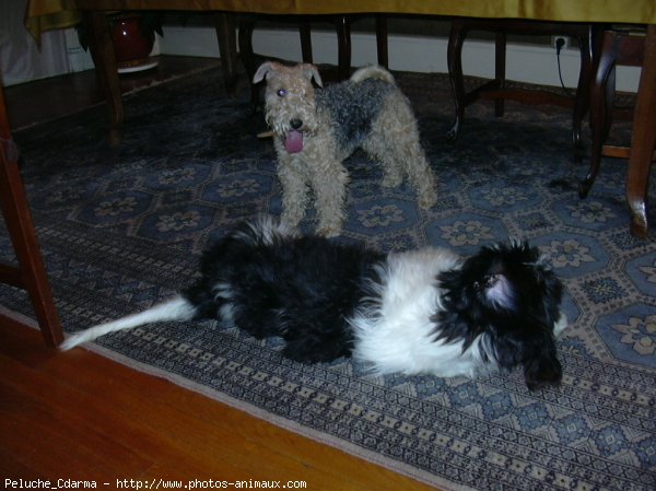 Photo de Lakeland terrier