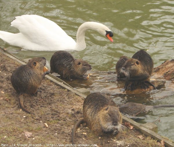 Photo de Cygne