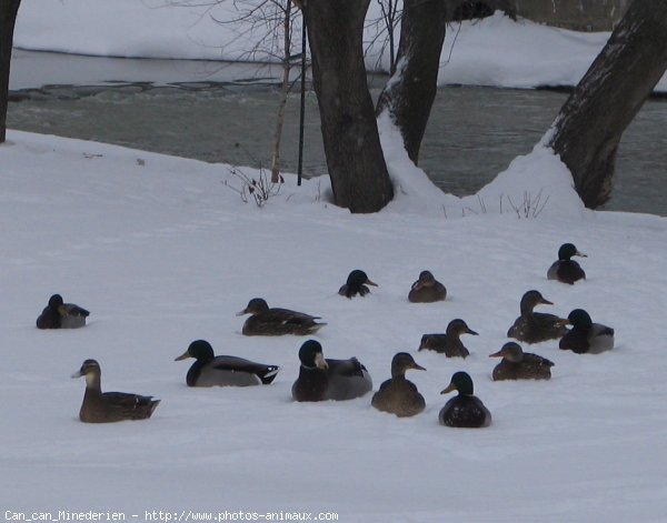 Photo de Canard