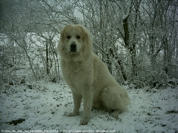 Photo de Chien de montagne des pyrnes