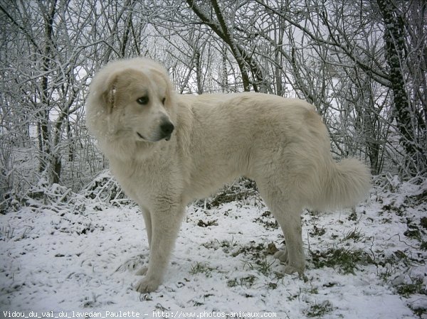 Photo de Chien de montagne des pyrnes