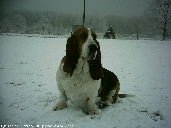 Photo de Basset hound