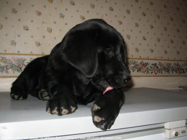 Photo de Labrador retriever