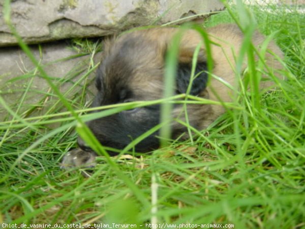 Photo de Berger belge tervueren