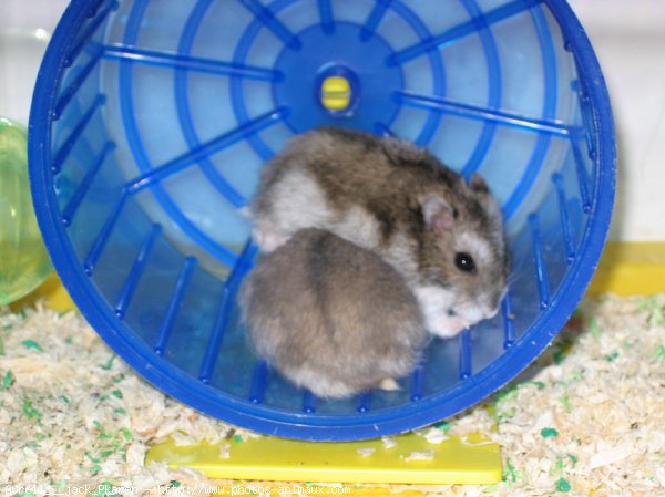 Photo de Hamster