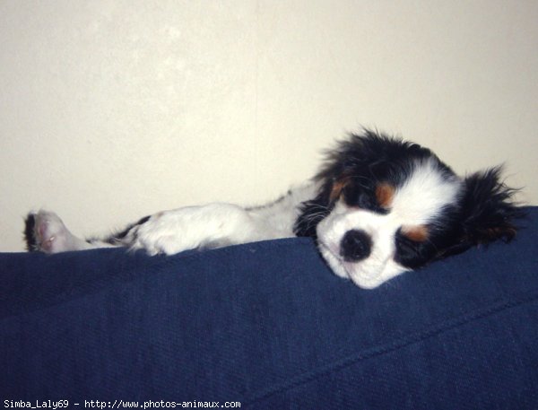 Photo de Cavalier king charles spaniel