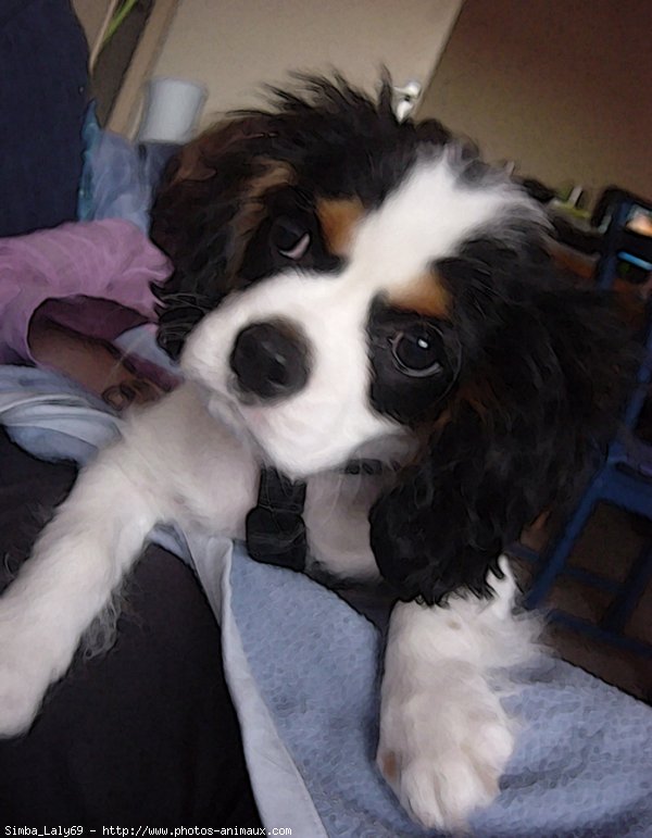 Photo de Cavalier king charles spaniel