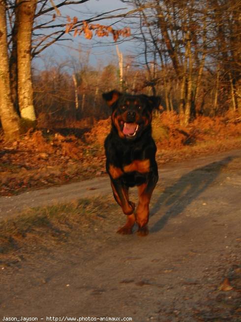 Photo de Rottweiler