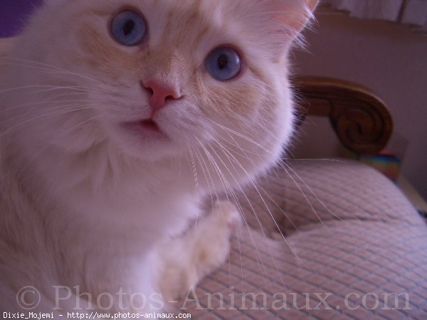 Photo de Ragdoll