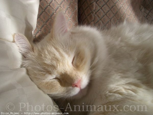 Photo de Ragdoll