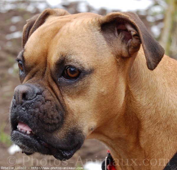 Photo de Boxer