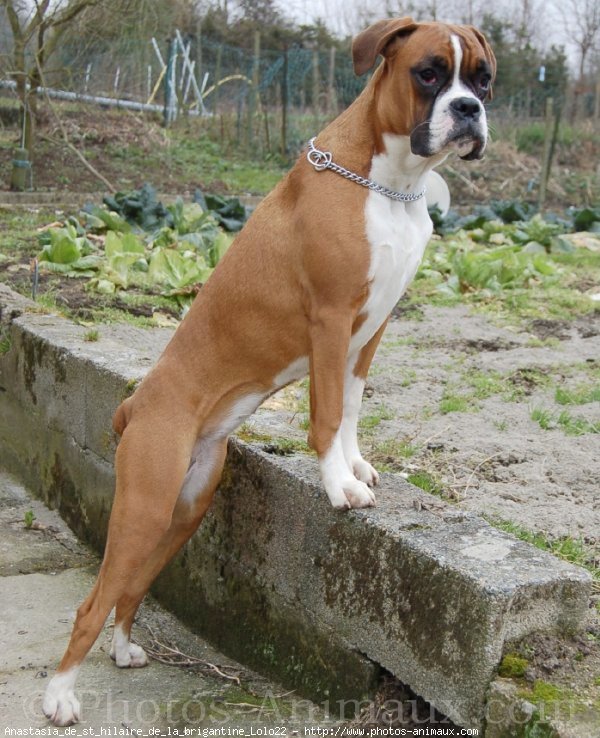 Photo de Boxer