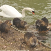 Photo de Cygne