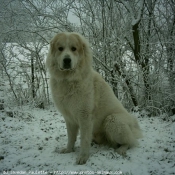 Photo de Chien de montagne des pyrnes