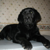 Photo de Labrador retriever