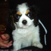 Photo de Cavalier king charles spaniel