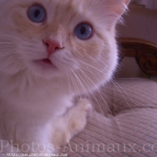 Photo de Ragdoll