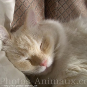 Photo de Ragdoll