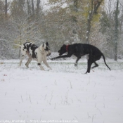 Photo de Dogue allemand