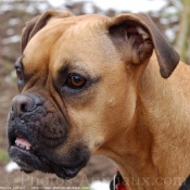 Photo de Boxer