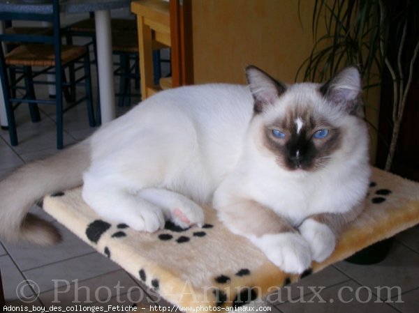 Photo de Ragdoll