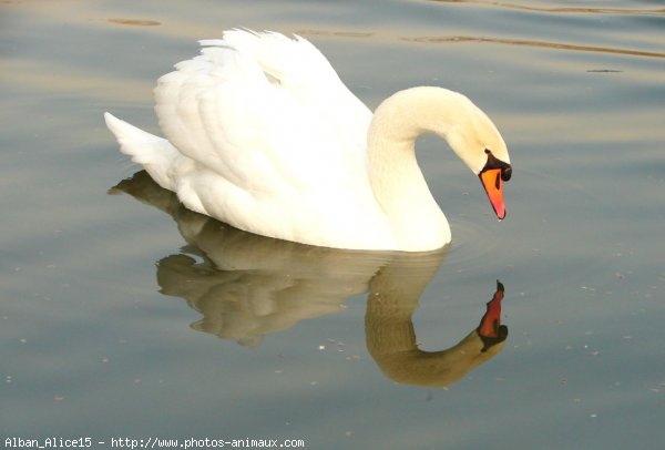 Photo de Cygne