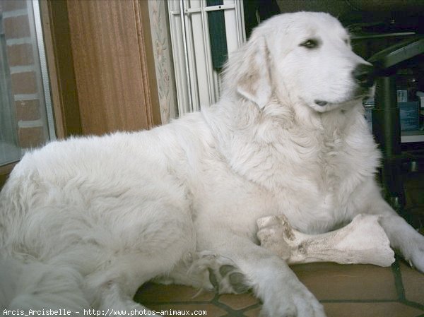 Photo de Chien de montagne des pyrnes