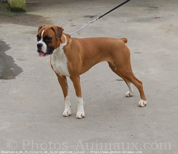 Photo de Boxer