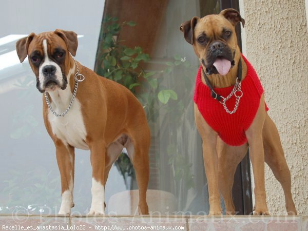 Photo de Boxer