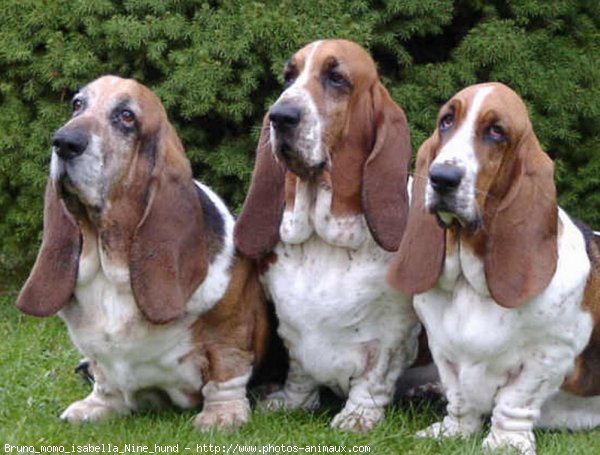 Photo de Basset hound