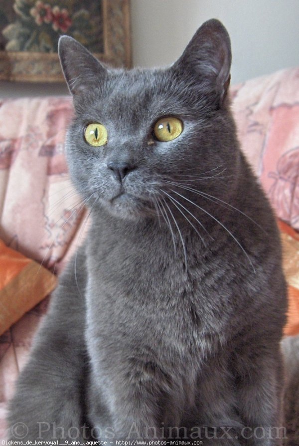 Photo de Chartreux