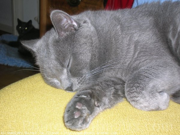 Photo de Chartreux