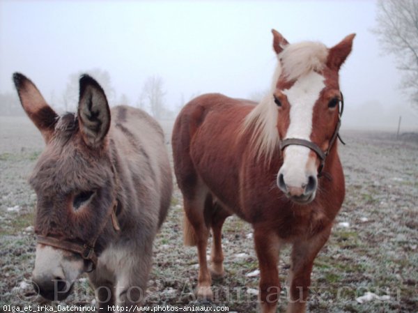 Photo de Races diffrentes