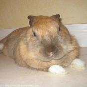 Photo de Lapin